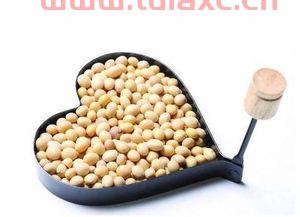 大豆生长周期