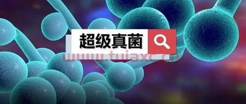 超级真菌
