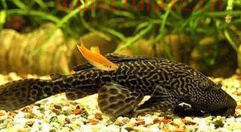 清道夫是什么意思