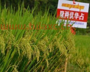 隆两优华占