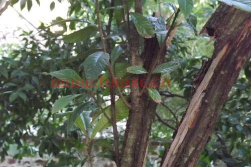 金丝楠木北方可以种吗（金丝楠木在北方能种植吗?） 第1张