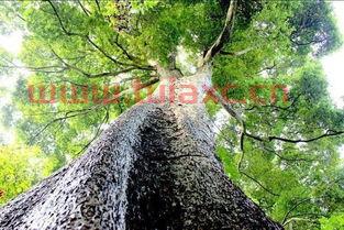 门前种金丝楠木好吗视频讲解（屋前可以种金丝楠木吗） 第1张