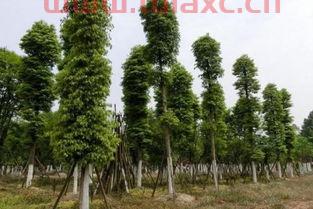 什么金丝楠木树最好养（金丝楠木好养吗） 第1张
