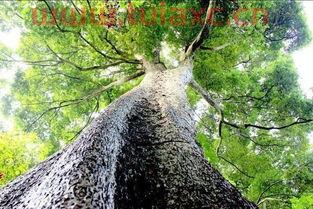 金丝楠木为什么那么贵呢图片（金丝楠木为什么那么贵呢图片欣赏） 第1张
