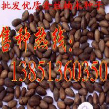 金丝楠种子多少钱一斤（金丝楠价格多少钱一吨） 第1张