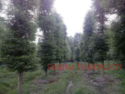 金丝楠木树种植那个品种好（金丝楠木树苗什么品种最好） 第1张