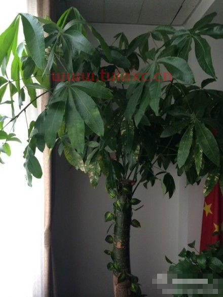 金丝楠适合室内养吗（金丝楠绿植怎么养?） 第1张