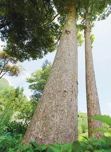 金丝楠木种植条件和时间图片（金丝楠木种植条件和时间图片） 第1张