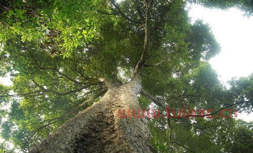 贵州千年金丝楠木在哪里（贵州千年金丝楠木在哪里采摘） 第1张