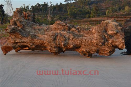 金丝楠木成材时间（金丝楠木要几年成材） 第1张
