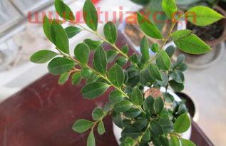 红豆杉好吗还是小叶紫檀好养（盆栽红豆杉好养不好养） 第1张