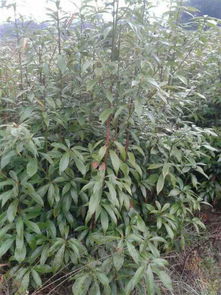 人工种金丝楠木多久成材的（金丝楠木多久可以成材） 第1张